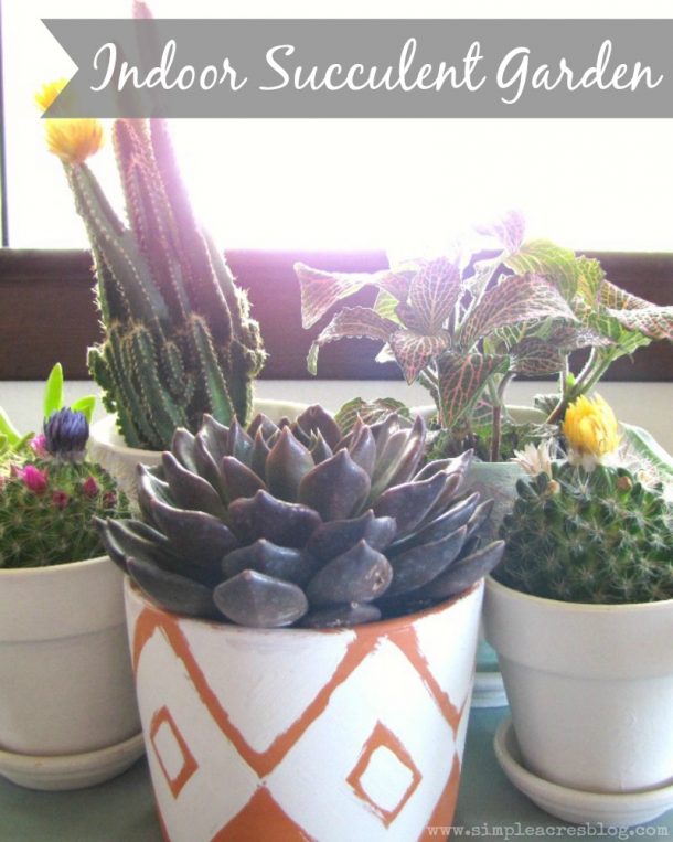 Indoor Succulent Garden DIY - Simple Acres Blog