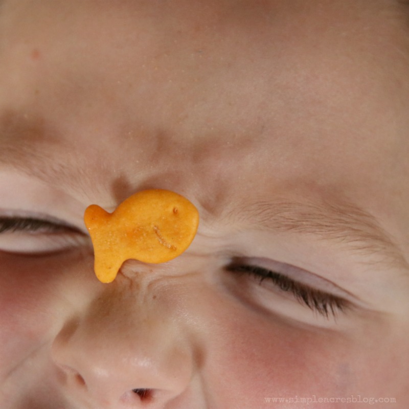 indoor-games-with-goldfish