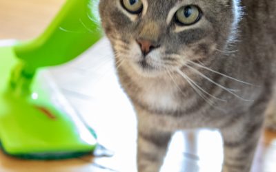 5 Easy Ways to Keep a House Clean with Pets