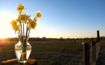 Finding the Healthiest You!